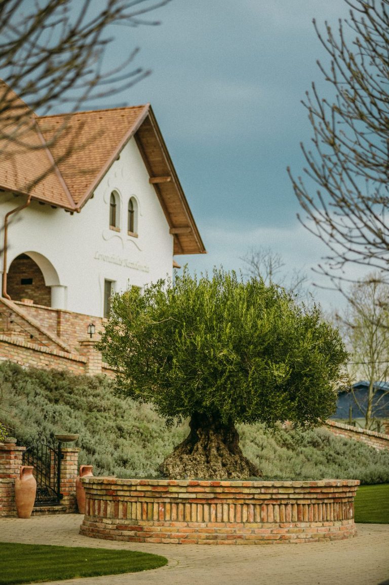 Levendulás La Tenuta birtok 19